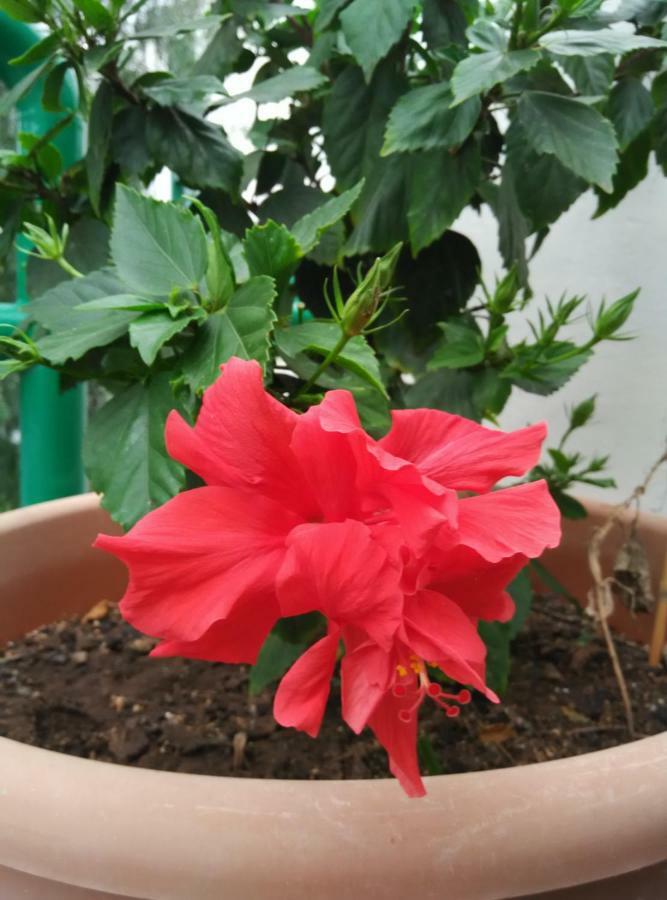 Casa Lanza Villa ปลายาออนดา ภายนอก รูปภาพ